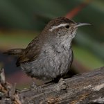 Wren3.jpg