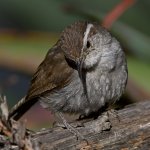 Wren5.jpg