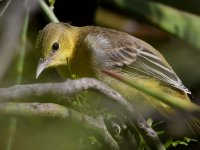 Oriole13.jpg