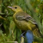 Oriole18.jpg