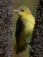 Oriole28.jpg