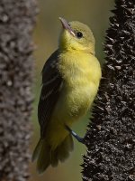 Oriole29.jpg