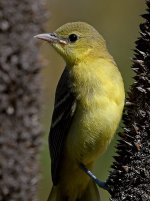 Oriole27.jpg