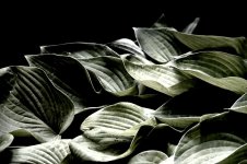Abstract Leaves.jpg