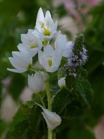 WhiteFlower.jpg