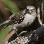 Mockingbird.jpg