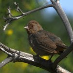 Towhee.jpg