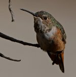 Hummer2.jpg