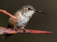 Hummer14.jpg