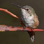 Hummer19.jpg