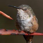 Hummer21.jpg