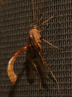 ShortTailWasp.jpg