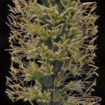 Yucca2.jpg
