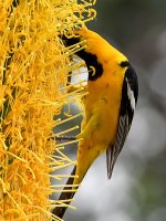 Oriole.jpg