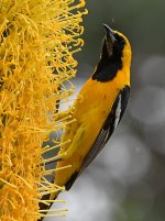 Oriole4.jpg