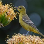 Oriole11.jpg