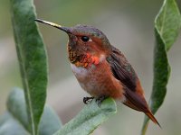 Hummer.jpg