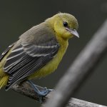 Oriole13.jpg