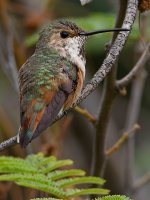 Hummer5.jpg