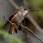 Hummer15.jpg