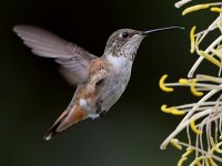 Hummer3.jpg