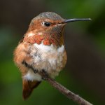 Hummer33.jpg