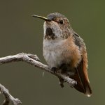 Hummer37.jpg