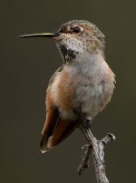 Hummer48.jpg
