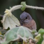 Bluebird2.jpg