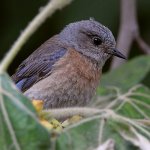 Bluebird6.jpg