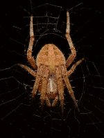 Spider.jpg