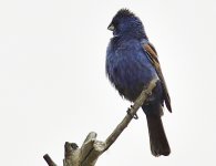 _ROY6973.jpg