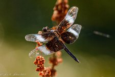 20190706-_D714405.jpg