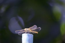 DSC_1158.jpg