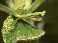 Mantis.jpg