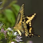 Swallowtail6.jpg