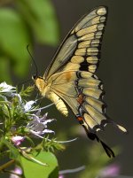 Swallowtail3.jpg