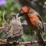Finch5.jpg