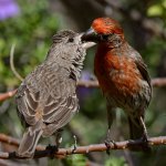 Finch6.jpg