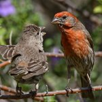 Finch7.jpg