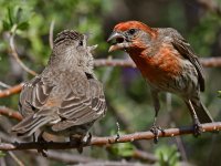 Finch10.jpg