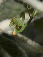 Mantis2.jpg