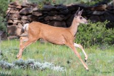 DeerBounding-400.jpg