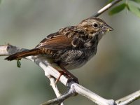 Sparrow.jpg