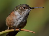 Hummer14.jpg