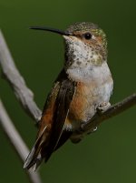 Hummer15.jpg