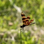 untitled shoot-6645.JPG