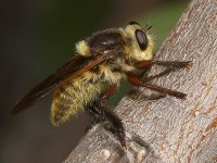 RbberFly.jpg