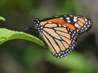 Monarch.jpg
