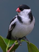Whydah5.jpg